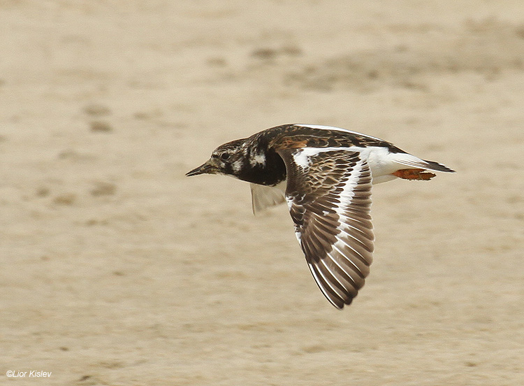    Ruddy Turnstone Arenaria interpres                            , 2010.: 